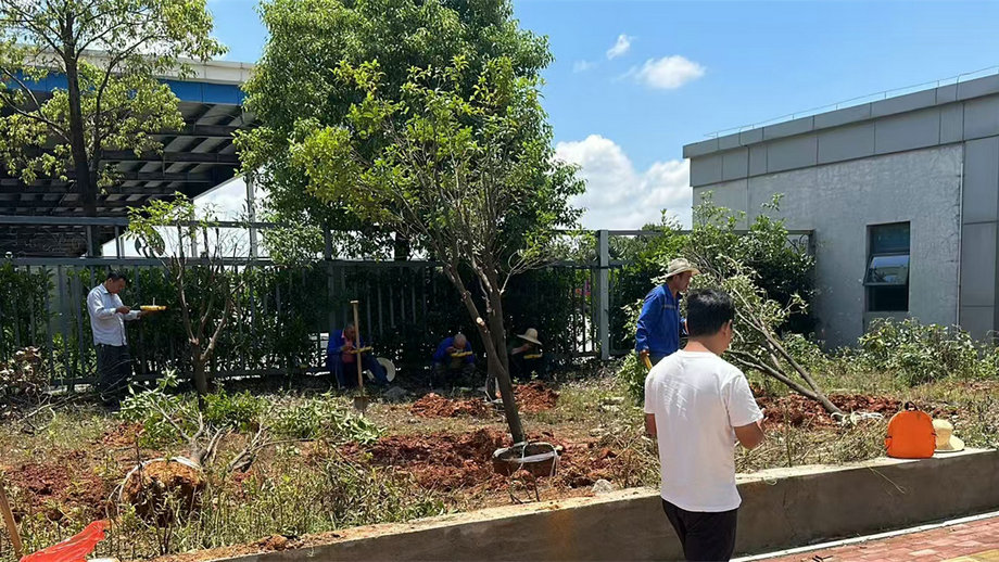 搶進度 抓細節 保成活——機場三期苗木移植工作穩步推進